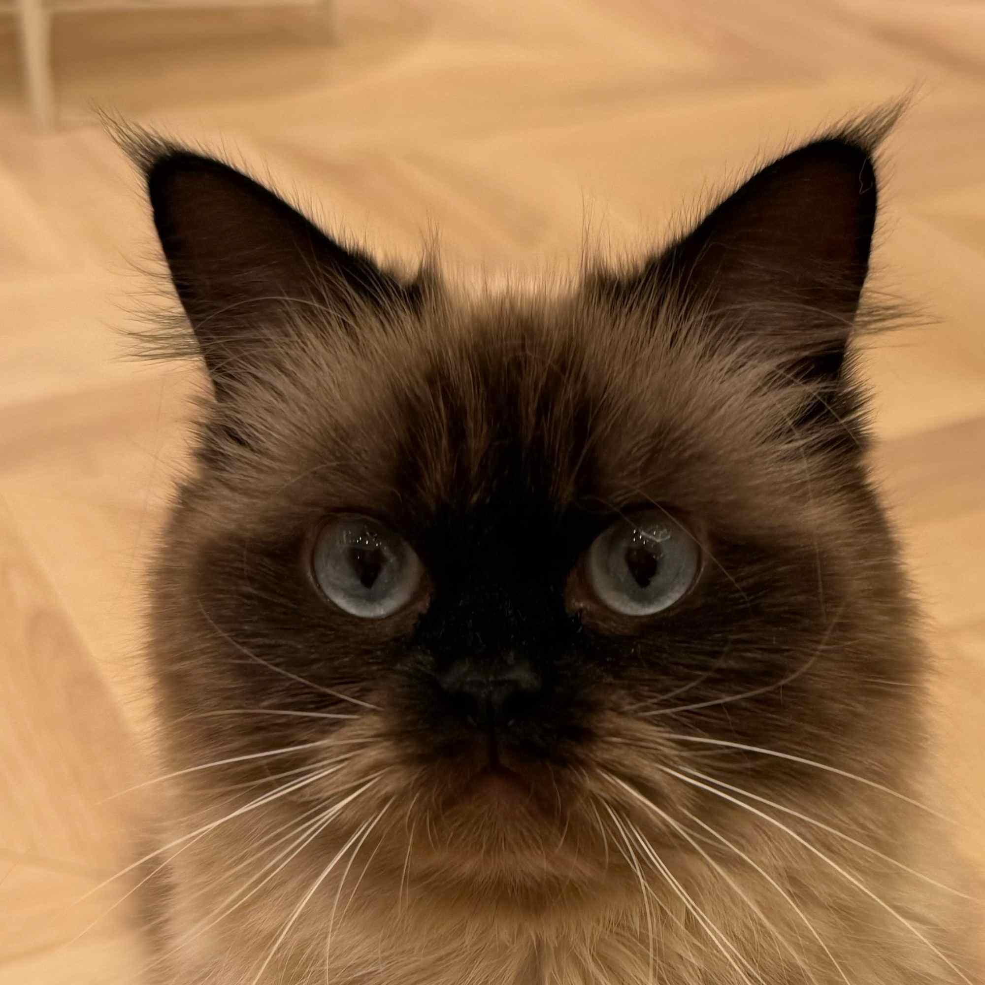 フィオナ